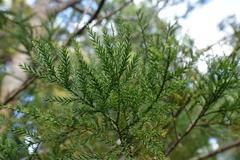 Dacrycarpus vieillardii