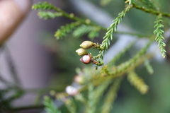 Dacrycarpus vieillardii