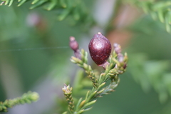 Dacrycarpus vieillardii