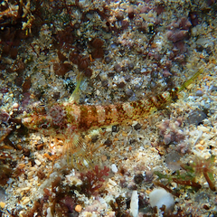 Enneapterygius rufopileus