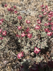 Eriogonum douglasii