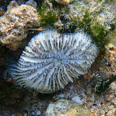 Homophyllia australis