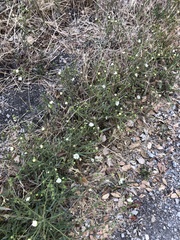 Hemizonia congesta luzulifolia