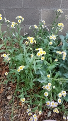 Erigeron formosissimus