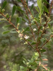 Styphelia mutica