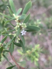 Styphelia mutica