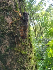 Tanna sozanensis