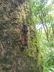 Tanna sozanensis