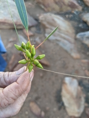 Eucalyptus flindersii