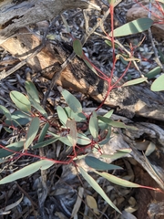 Eucalyptus flindersii
