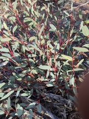 Eucalyptus flindersii