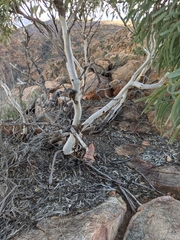 Eucalyptus flindersii