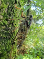 Tanna sozanensis