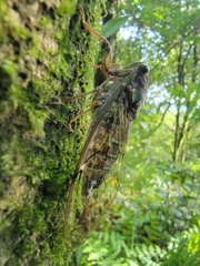 Tanna sozanensis