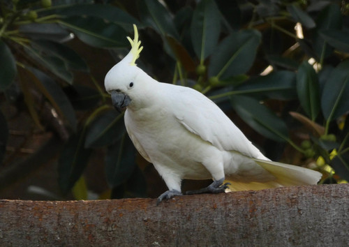 Sulphur-crested Cockatoo, photo 7 of 9