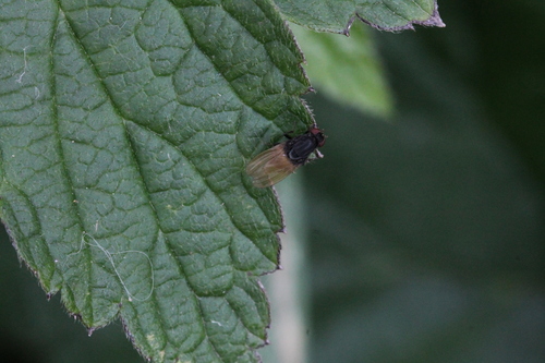 Minettia longipennis, 6681 Bemmel, Nederland, photo 10 of 10