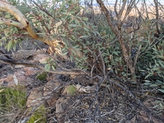 Eucalyptus flindersii