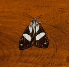 Pikroprion sullivani