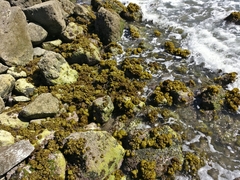 Colpomenia tuberculata