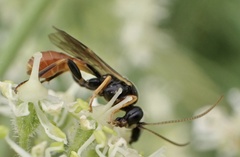 Tryphoninae