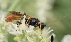 Tryphoninae