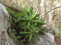 Agave mitis