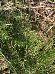 Carex filifolia