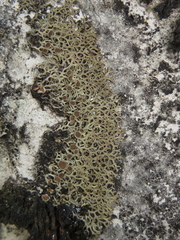 Speerschneidera euploca