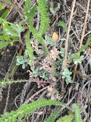 Odontarrhena obovata