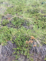 Odontarrhena obovata