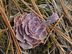 Echeveria shaviana
