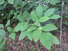 Lindera glauca