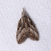 Inscribed Tuft-Moth - Photo (c) Victor W Fazio III, some rights reserved (CC BY-NC), uploaded by Victor W Fazio III