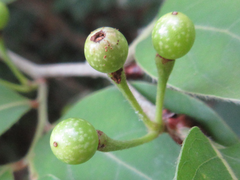 Lindera glauca