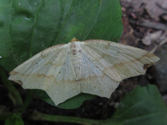 Pareclipsis gracilis