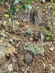 Odontarrhena obovata