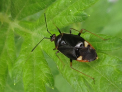 Deraeocoris ater