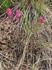 Castilleja raupii