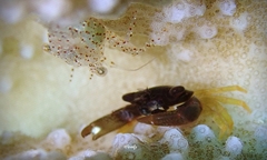 Harpiliopsis spinigera