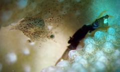 Harpiliopsis spinigera