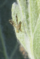 Neotephritis finalis