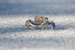 Demanietta khirikhan