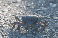 Demanietta khirikhan