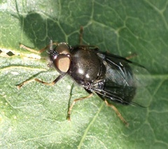 Odontomyia tigrina