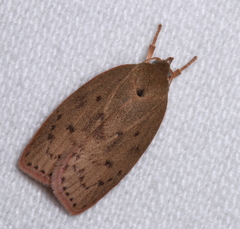 Prionocris protoxantha