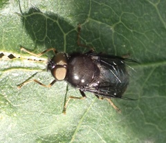 Odontomyia tigrina