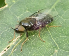 Odontomyia tigrina