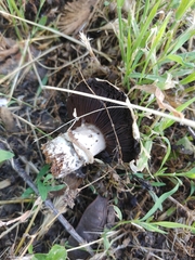 Agaricus bitorquis