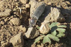 Selatosomus edwardsi