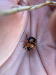 Bolbocerosoma lepidissimum